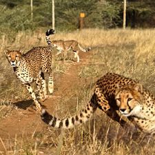 Saving Big Cats: an interview with Dr. Laurie Marker